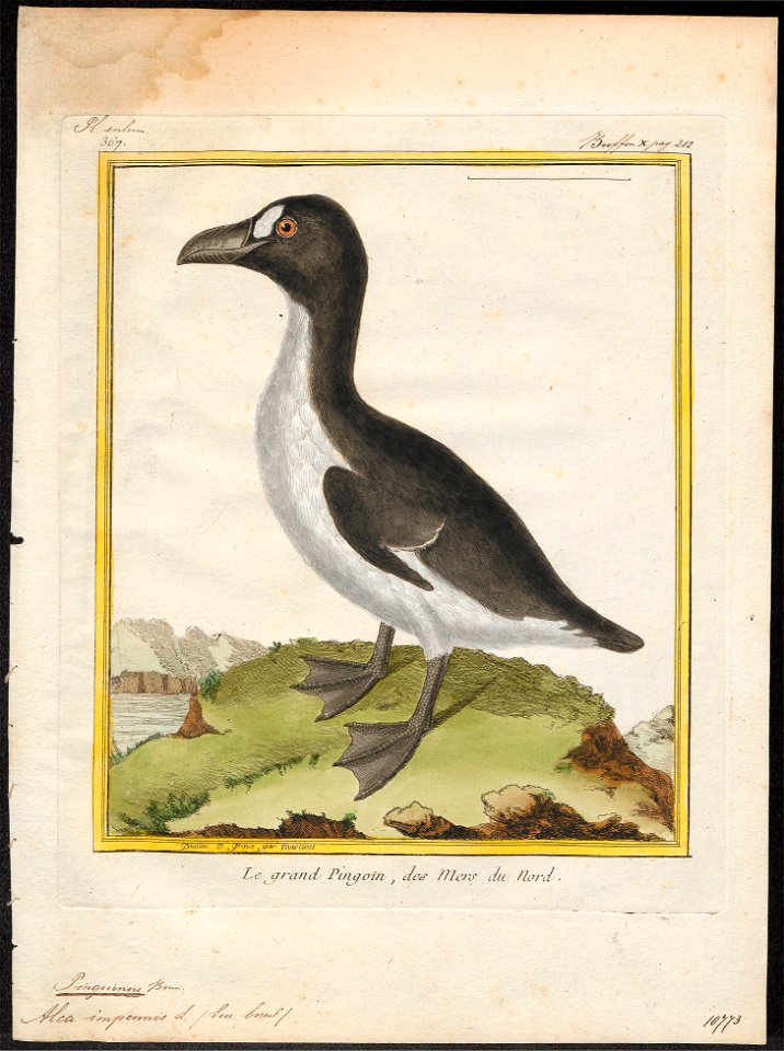 Chenalopex impennis - 1700-1880 - Print - Iconographia Zoologica - Special Collections University of Amsterdam - UBA01 IZ17800159