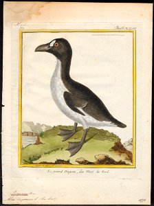 Chenalopex impennis - 1700-1880 - Print - Iconographia Zoologica - Special Collections University of Amsterdam - UBA01 IZ17800159