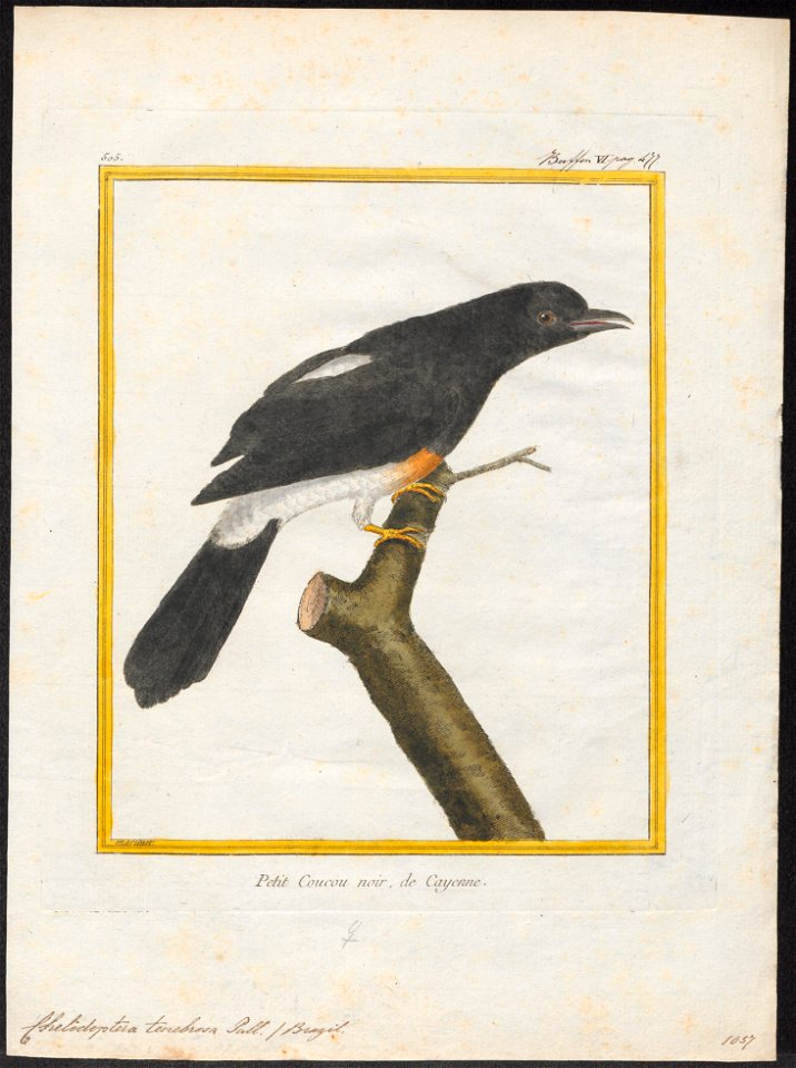 Chelidoptera tenebrosa - 1700-1880 - Print - Iconographia Zoologica - Special Collections University of Amsterdam - UBA01 IZ16800015