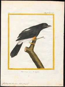 Chelidoptera tenebrosa - 1700-1880 - Print - Iconographia Zoologica - Special Collections University of Amsterdam - UBA01 IZ16800015
