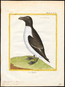 Chenalopex torda - 1700-1880 - Print - Iconographia Zoologica - Special Collections University of Amsterdam - UBA01 IZ17800175