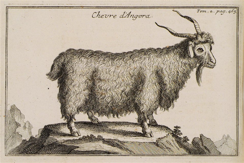 Chevre d'Angora - Tournefort Joseph Pitton De - 1717