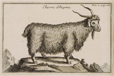 Chevre d'Angora - Tournefort Joseph Pitton De - 1717