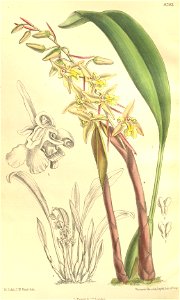 Chelonistele sulphurea var. sulphurea (as Coelogyne perakensis) - Curtis' 134 (Ser. 4 no. 4) pl. 8203 (1908). Free illustration for personal and commercial use.