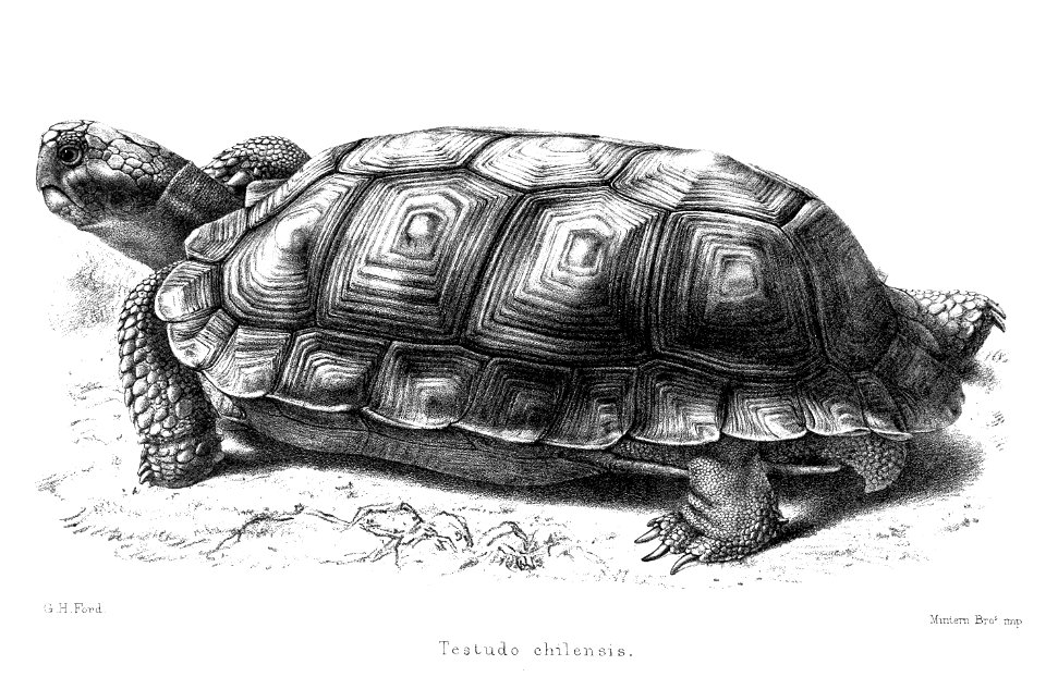 Chelonoidis chilensis