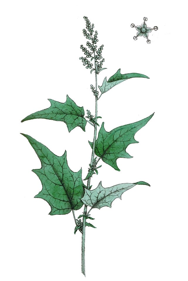 Chenopodium hybridum L ag1