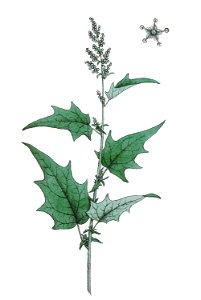 Chenopodium hybridum L ag1. Free illustration for personal and commercial use.
