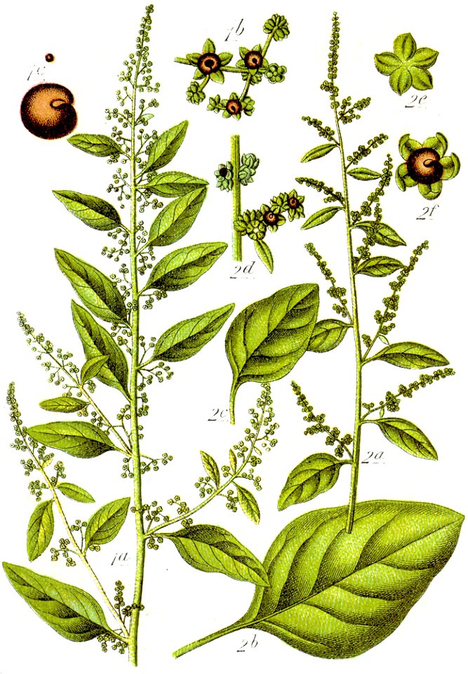 Chenopodium polyspermum Sturm28