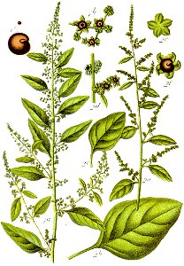 Chenopodium polyspermum Sturm28