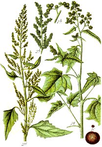 Chenopodium spp Sturm26