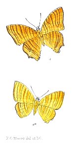 ChersonesiaRahrioides 307