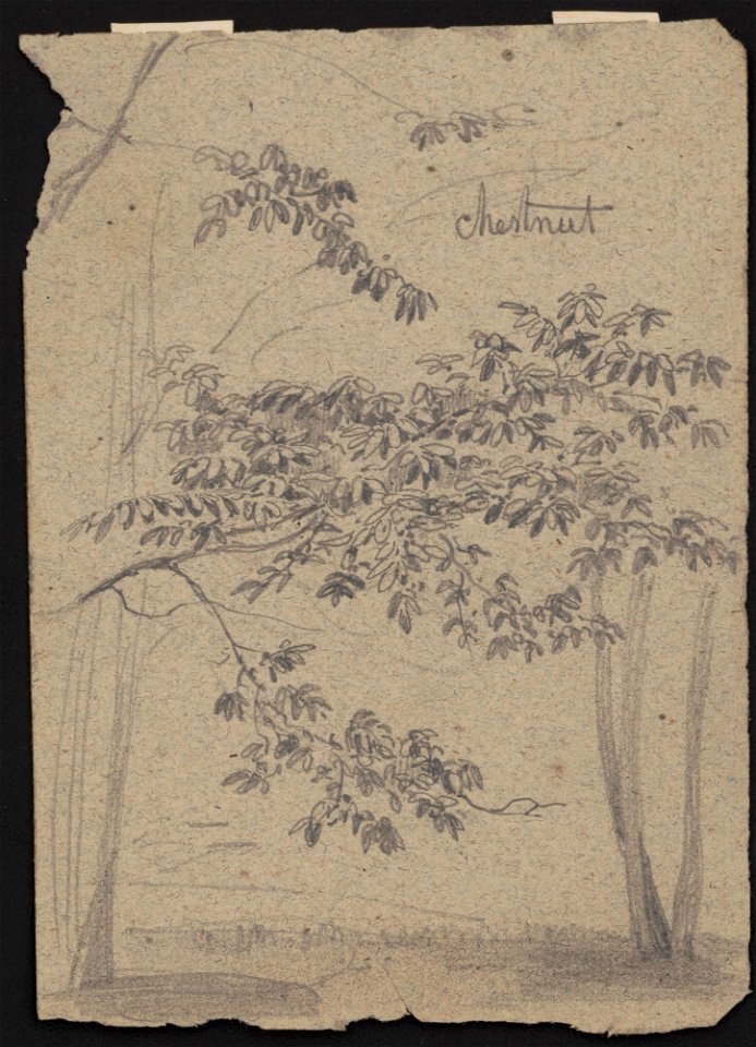 Chestnut LCCN2016645607