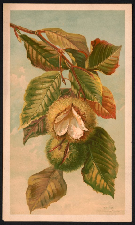 Chestnut. Castanea vulgaris, var. Americana LCCN2016652343