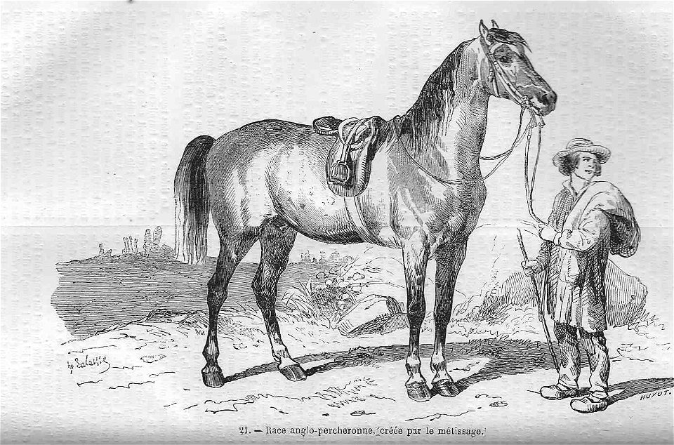 Cheval anglo-percheron par métissage