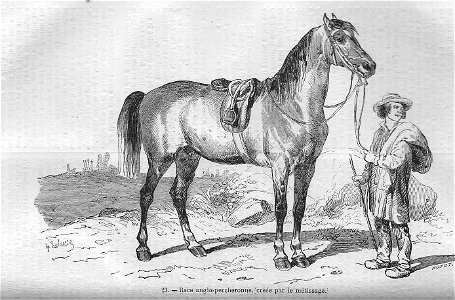 Cheval anglo-percheron par métissage