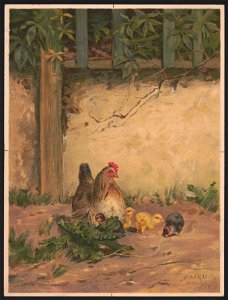 Chickens no. 2 - Baird Paris 1877 ; after Baird. LCCN2016652323. Free illustration for personal and commercial use.