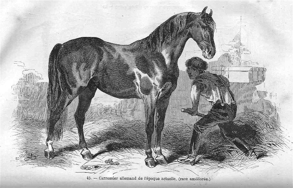 Cheval carrossier allemand