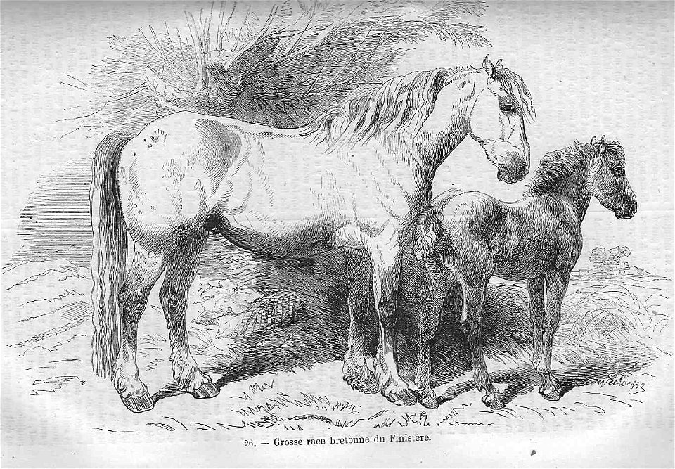Cheval de grosse race bretonne du Finistère