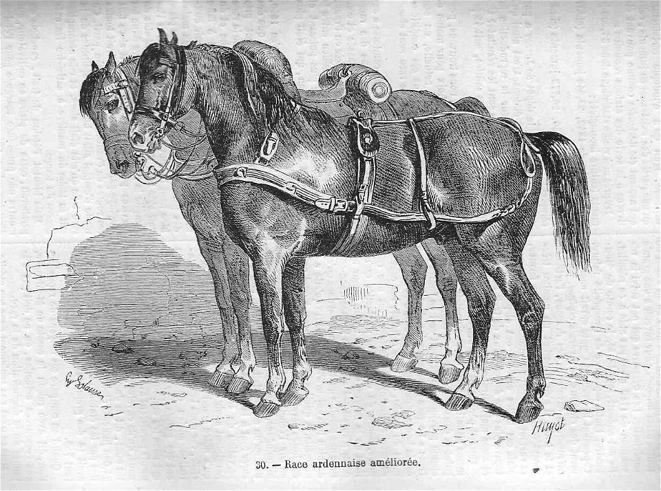 Cheval de race ardennaise améliorée