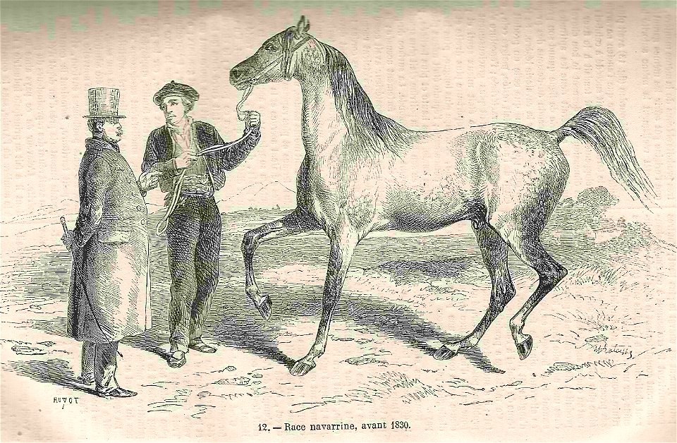 Cheval de race navarrine (avant 1830). Free illustration for personal and commercial use.