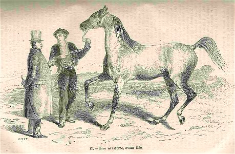 Cheval de race navarrine (avant 1830)