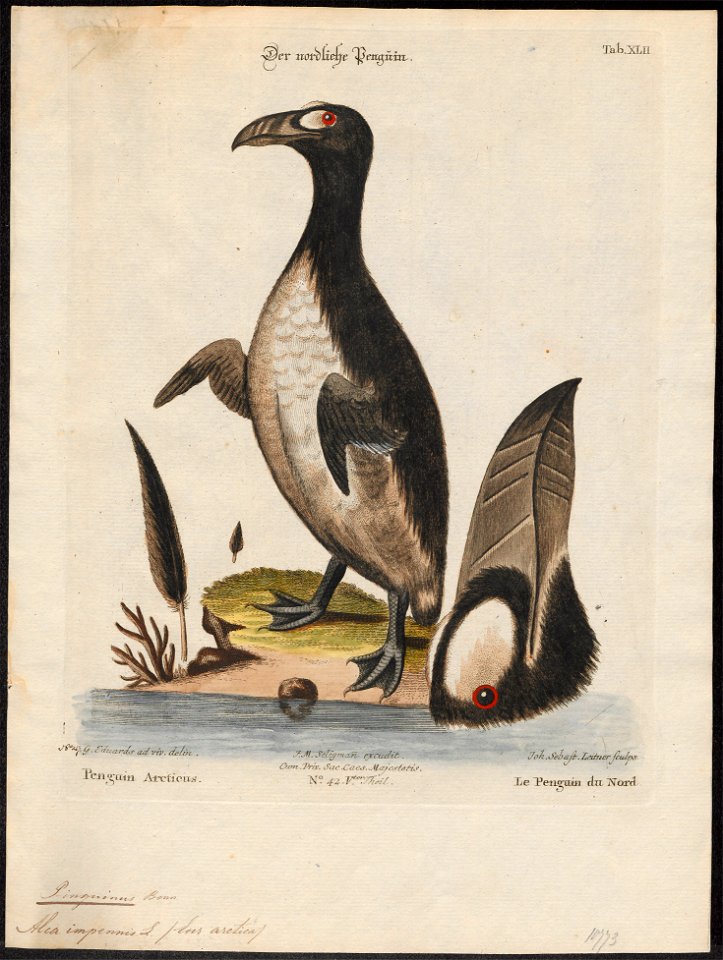Chenalopex impennis - 1700-1880 - Print - Iconographia Zoologica - Special Collections University of Amsterdam - UBA01 IZ17800161