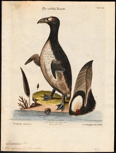 Chenalopex impennis - 1700-1880 - Print - Iconographia Zoologica - Special Collections University of Amsterdam - UBA01 IZ17800161