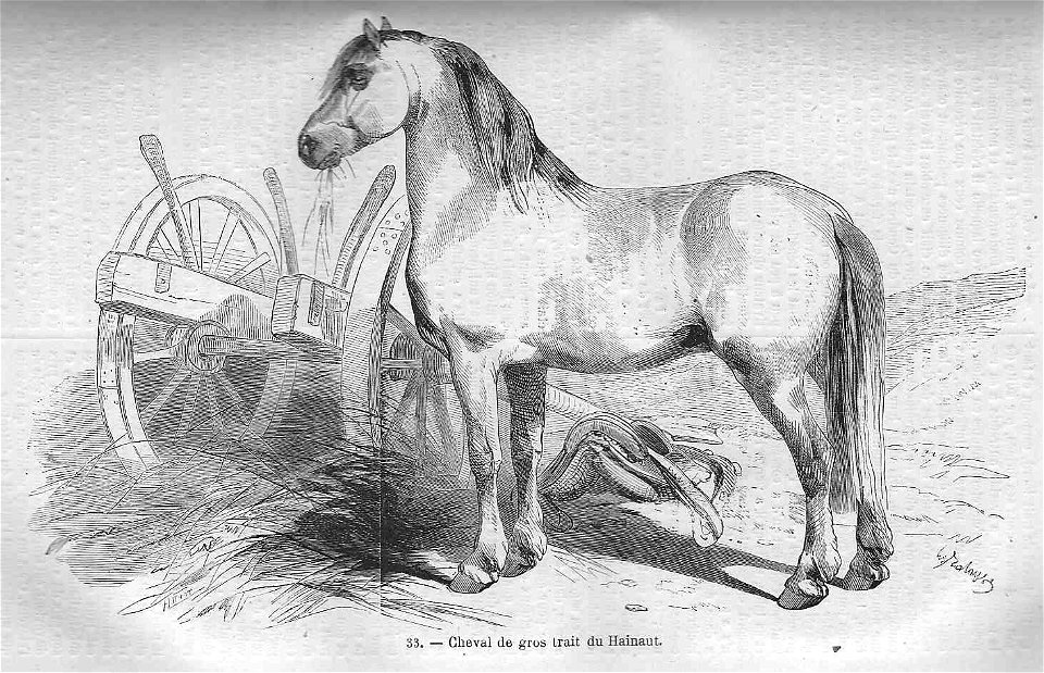 Cheval du Hainaut