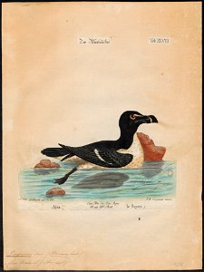 Chenalopex torda - 1700-1880 - Print - Iconographia Zoologica - Special Collections University of Amsterdam - UBA01 IZ17800177