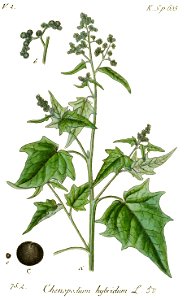 Chenopodiastrum hybridum - Deutschlands Flora in Abbildungen nach der natur - vol. 17 t. 50. Free illustration for personal and commercial use.
