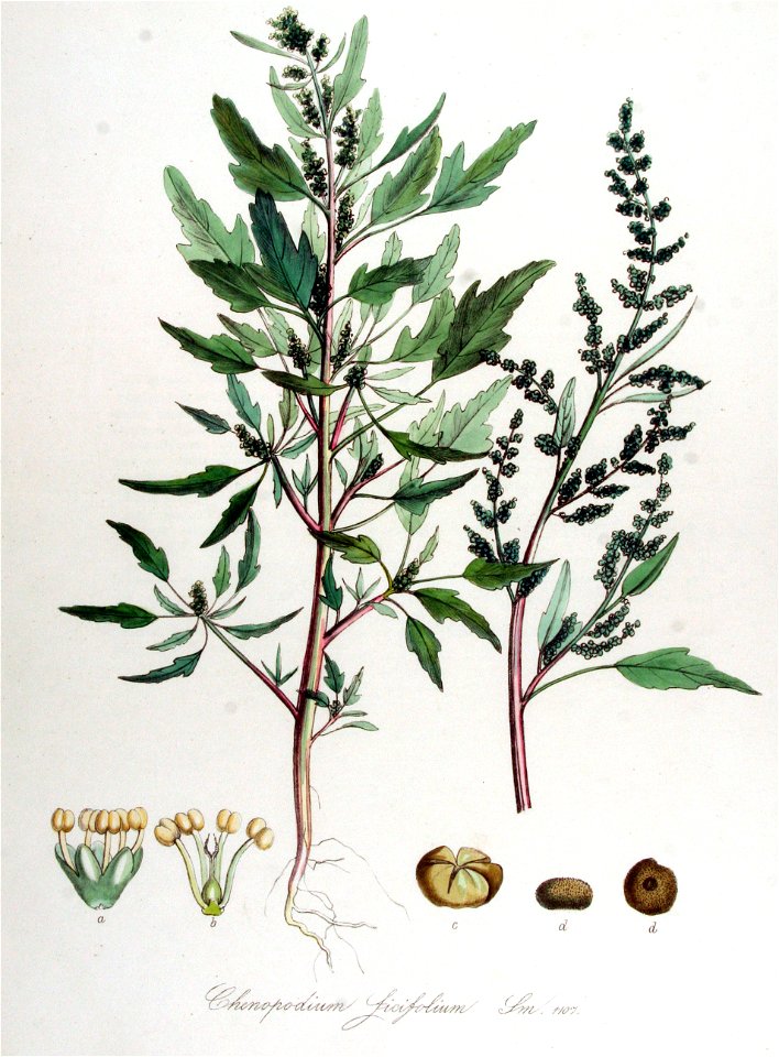 Chenopodium ficifolium — Flora Batava — Volume v14