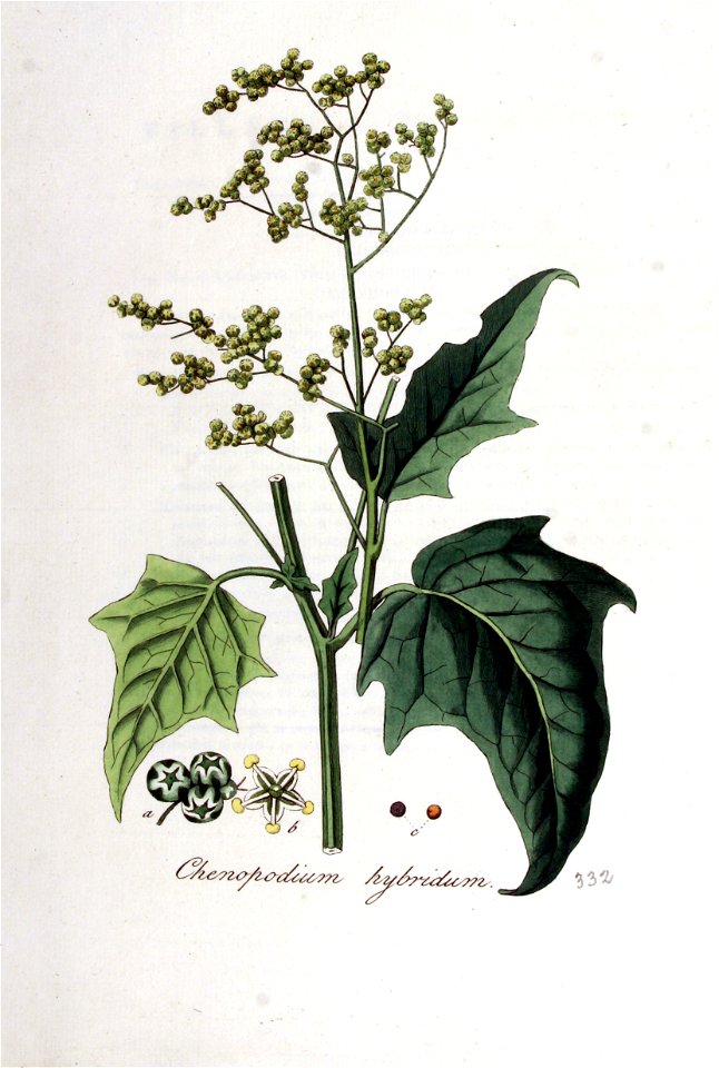 Chenopodium hybridum — Flora Batava — Volume v5