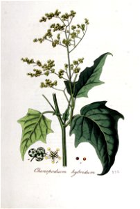 Chenopodium hybridum — Flora Batava — Volume v5