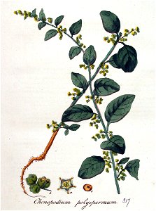 Chenopodium polyspermum — Flora Batava — Volume v4