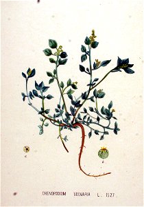 Chenopodium vulvaria — Flora Batava — Volume v20