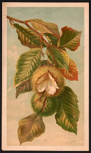 Chestnut. Castanea vulgaris, var. Americana LCCN2016652343