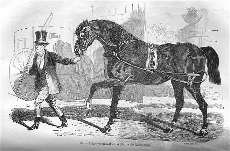 Cheval anglo-normand (1852). Free illustration for personal and commercial use.