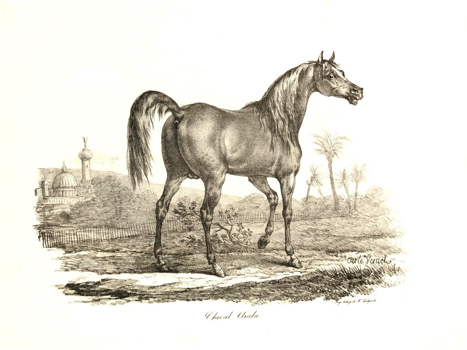 Cheval Arabe (BM 1867,0309.914)