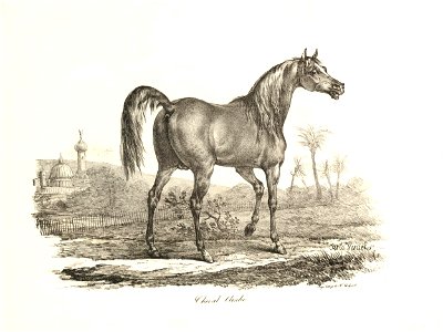 Cheval Arabe (BM 1867,0309.914)