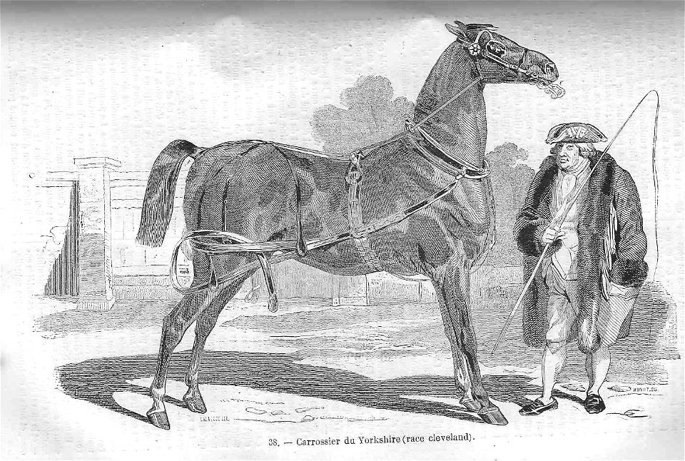 Cheval carrossier du Yorkshire