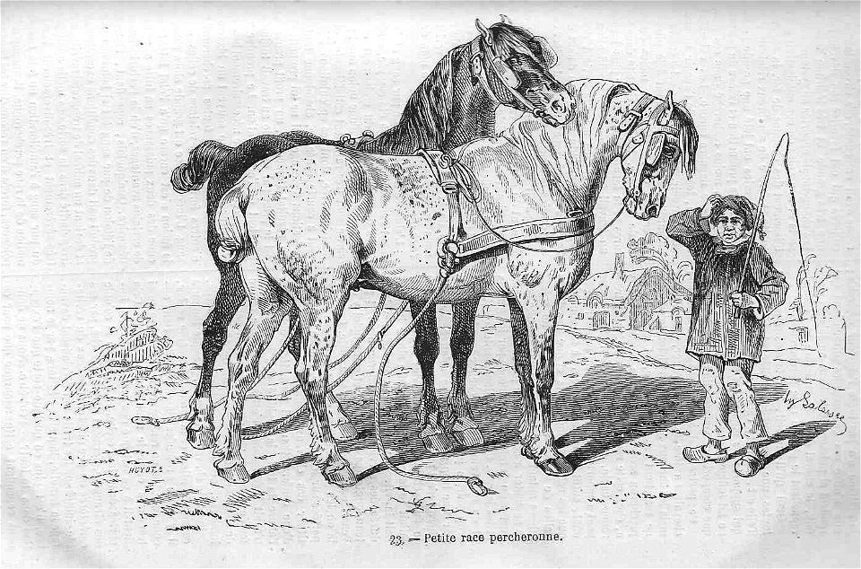 Cheval de petite race percheronne