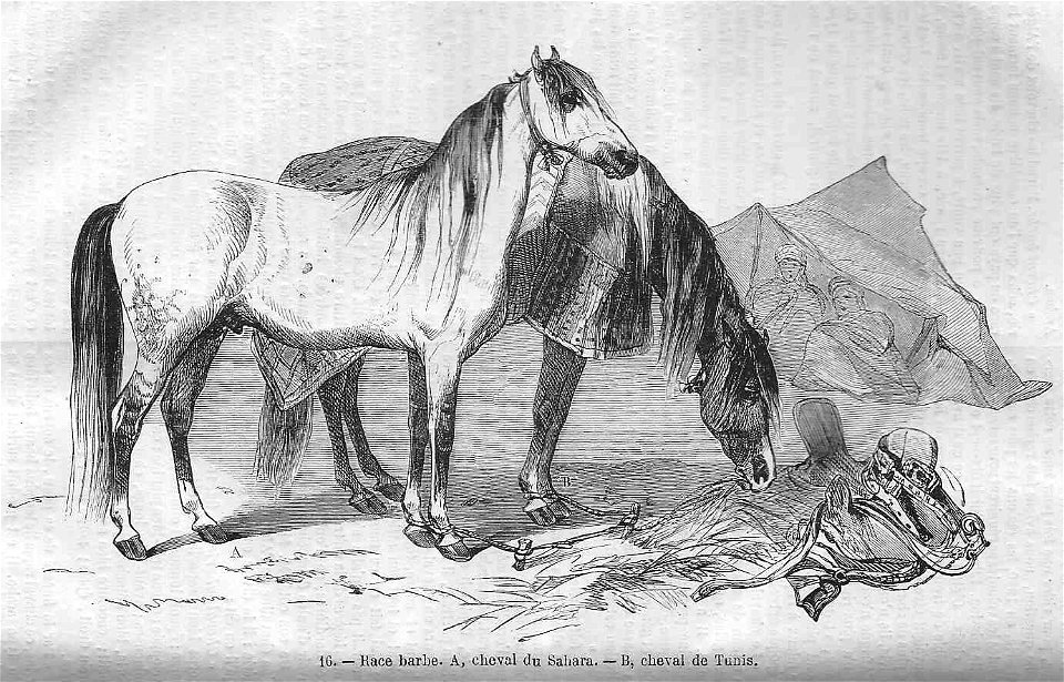 Cheval de race barbe