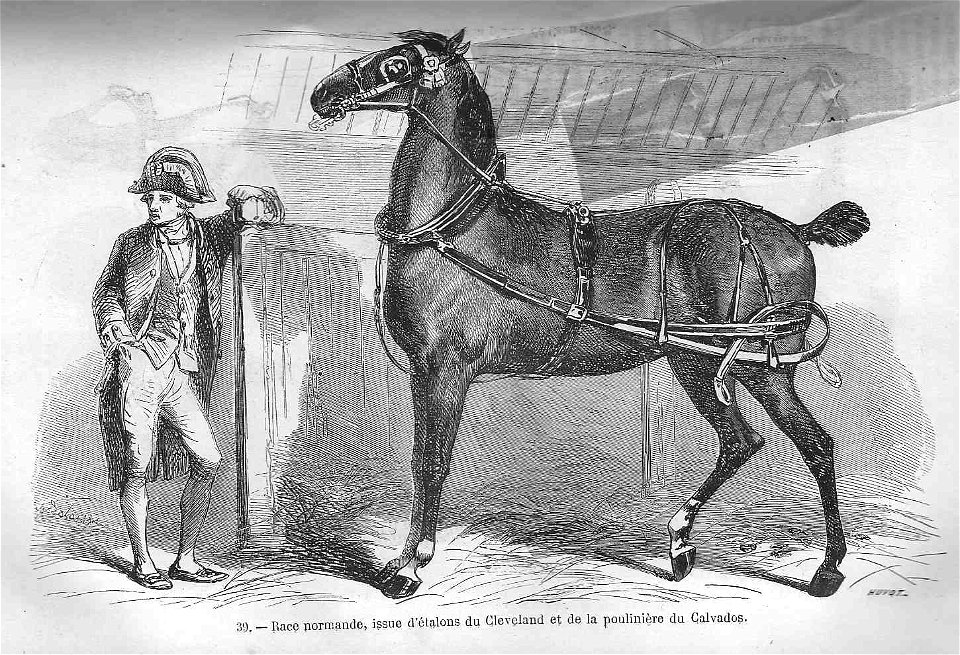 Cheval de race normande