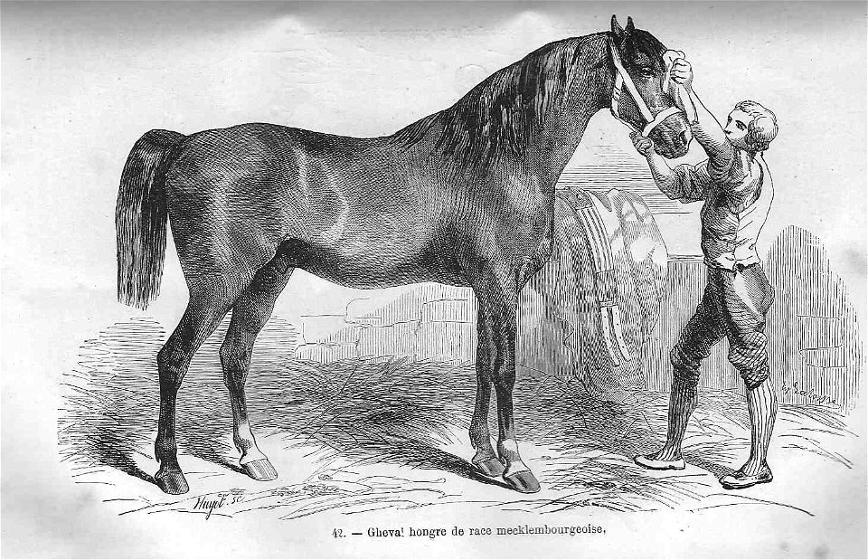 Cheval hongre de race mecklembourgeoise