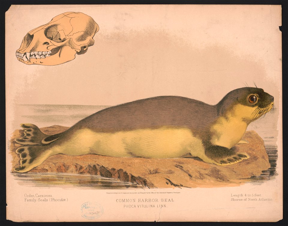 Common harbor seal - Phoca vitulina linn LCCN2017660724