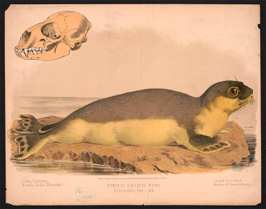 Common harbor seal - Phoca vitulina linn LCCN2017660724