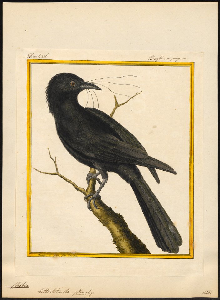 Chibia hottentotus - 1700-1880 - Print - Iconographia Zoologica - Special Collections University of Amsterdam - UBA01 IZ16400115