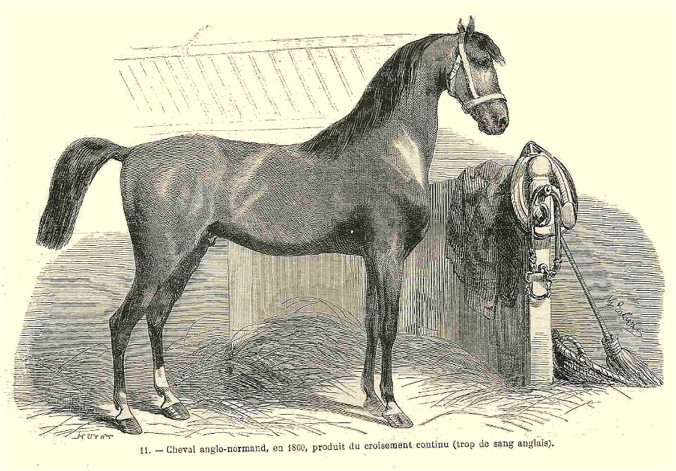 Cheval anglo-normand (1860)