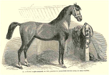 Cheval anglo-normand (1860). Free illustration for personal and commercial use.