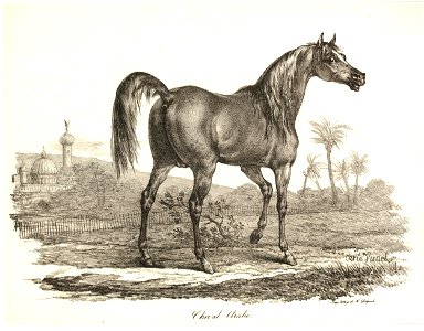 Cheval Arabe (BM 1868,0612.334)